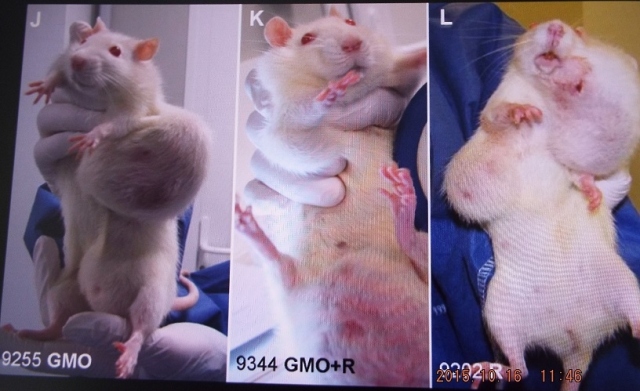 Rats and tumors